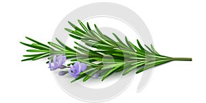 Fresh sprig of rosemary with flowers on a white background.